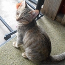 生まれて３ヶ月のメス猫ちゃんです！