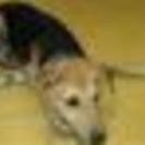 各保健所で保護されている子達の家族になって下さい(;_;) - 犬