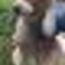 ビーグルの子と雑種の子犬と成犬の子達の家族になって下さい(;_;) - 犬