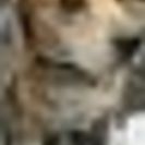 ビーグルの子と雑種の子犬と成犬の子達の家族になって下さい(;_;) − 栃木県