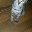 仔猫が生まれました! - 猫