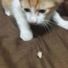 仔猫が生まれました! − 長崎県