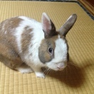 ミニウサギ、オス３才（去勢済み）里親募集！