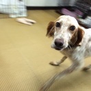 事情により飼えなくなってしまいました、、、