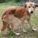 緊急ﾃﾞｽ保護されている成犬の家族になってください(;_;)