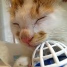 野良猫の子猫です