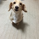里親決まりました！！