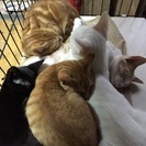 5ひきのこねこ、里親になってください！