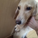 Mダックス ５ヶ月 子犬