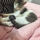 里親募集です