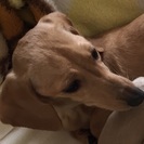 Mダックス ５ヶ月+1歳母犬 - 犬