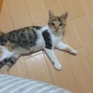 とても人懐っこい子猫2～3ヶ月 - 日立市