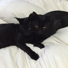 里親さん募集中です。仲良しの黒猫兄弟です。武蔵と小次郎です。