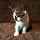 コアラに似た子猫よ、幸多かれ！