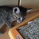 子猫３匹います