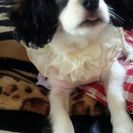 パピキャバミックス。