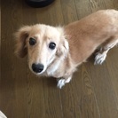 まだまだ元気な子です
