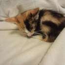 ＜急募＞三毛猫♀1~2ヶ月500ｇ◆野良一時保護◆肩のり猫 - ひたちなか市