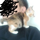 ＜急募＞三毛猫♀1~2ヶ月500ｇ◆野良一時保護◆肩のり猫 - 里親募集