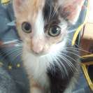 ＜急募＞三毛猫♀1~2ヶ月500ｇ◆野良一時保護◆肩のり猫 - 猫