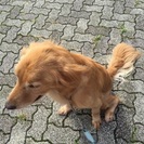 里親を募集しています。
