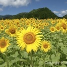 どんな悩みでも全力で相談にのり、あなたの力になります！　　　国内...