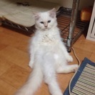 里親募集してます