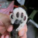 キジ白のオス（４ヶ月）　甘えん坊です！ - 猫