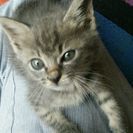 子猫の里親を募集しています。