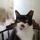 とても人懐っこくて性格のいい私を貰ってニャン