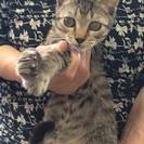 4ヶ月の仔猫の男の子です♪