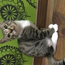 かわいいキジシロちゃんです。