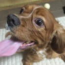 里親さんを探しています