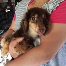 ミニチュアダックス６歳メス - 函館市