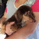 ミニチュアダックス６歳メス - 犬