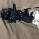 子猫の里親さん募集♪