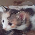 仔猫ちゃんの里親募集です♪