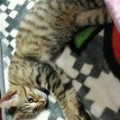 猫の里親急募中!