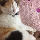 子猫の里親募集♪
