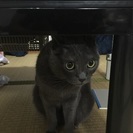 毎日一生懸命生きています。この子達を助けてください。