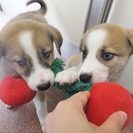 ハスキーのような青い目が特徴の雑種の３匹兄妹です！の画像