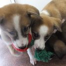 ハスキーのような青い目が特徴の雑種の３匹兄妹です！ - 犬