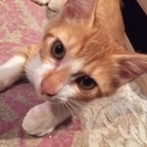 やんちゃでゴロスリ甘えん坊な白茶トラの子猫、プリッツ君（仮名）の画像