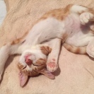 やんちゃでゴロスリ甘えん坊な白茶トラの子猫、プリッツ君（仮名） - 猫