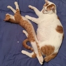 やんちゃでゴロスリ甘えん坊な白茶トラの子猫、プリッツ君（仮名） - 里親募集