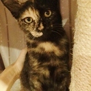 クールな美人さんなのにとても甘えん坊なサビ柄の子猫のかりんちゃん （仮名） - 猫