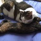 クールな美人さんなのにとても甘えん坊なサビ柄の子猫のかりんちゃん （仮名） - 里親募集