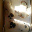 生後10日前後の子猫3匹、もらってくださる方募集
