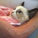 シャムミックス女の子 - 猫
