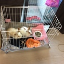 里親様お決まりになりました。